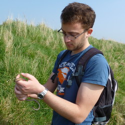 Will translocating a Slow Worm