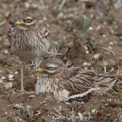 stone curlew habitat survey