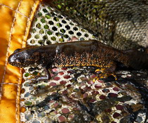 Great Crested Newt, caught by Kelly.