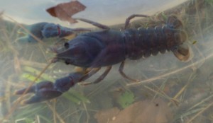Rare Blue White-clawed Crayfish