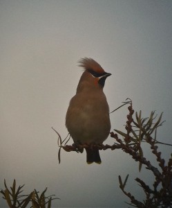 Waxwing spotted by Rob. Photo Jonny Rankin