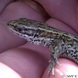 Common lizard