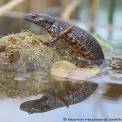 Great crested newt