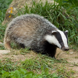 Badger