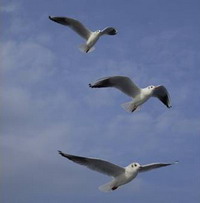 Gulls in flight