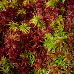 Sphagnum capillifolium in the Welsh uplands