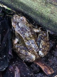 Common frog in the garden – only 999 more to go!