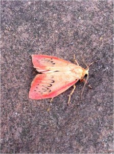 Rosy footman moth