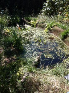 Rob's pond (9)