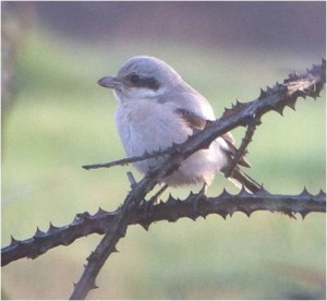 Steppe Grey Shrike – Not shy.