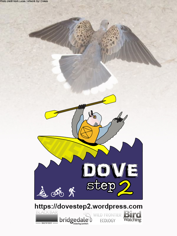 Dovestep2