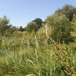 Thompson Common