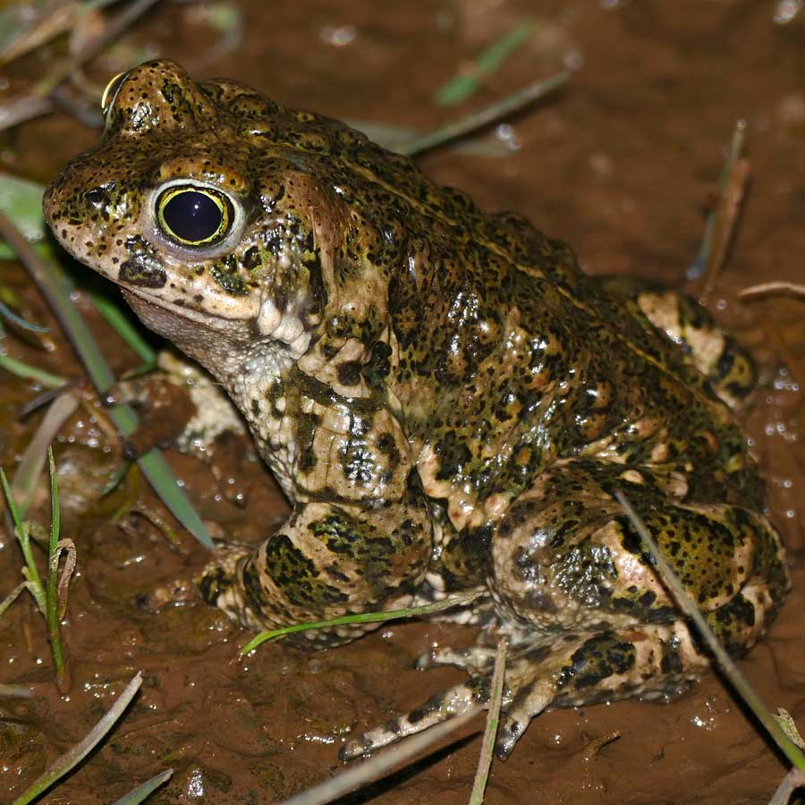 Amphibian Surveys