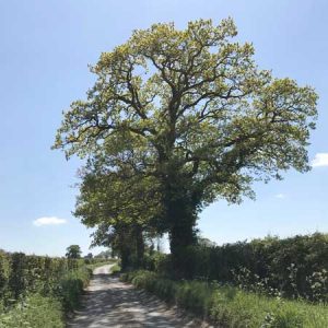 Arboricultural surveys