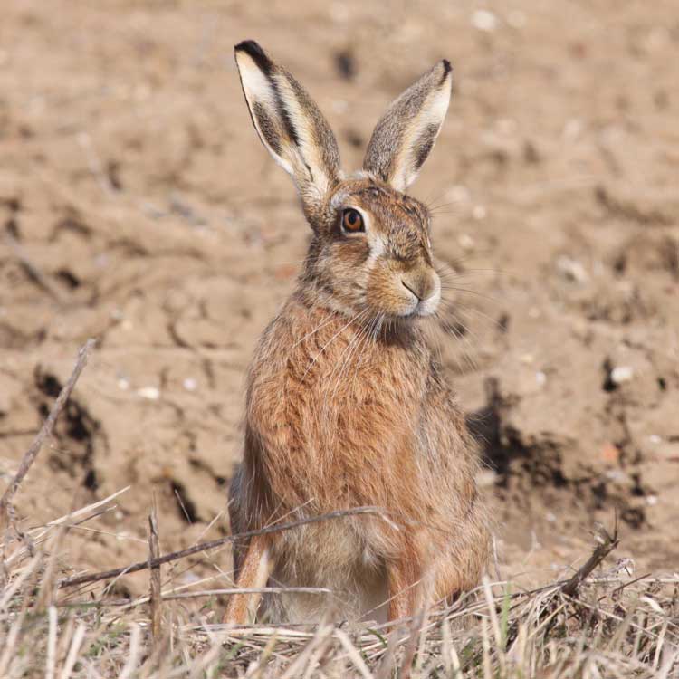 Mammal Surveys