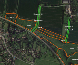 botanical surveys A47 expansion