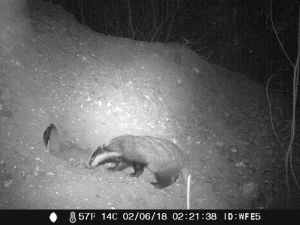 badger surveys badger mitigation