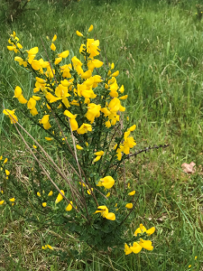 ecological mitigation coastal grassland