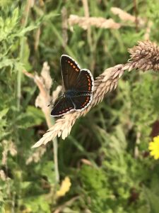 invertebrate surveys