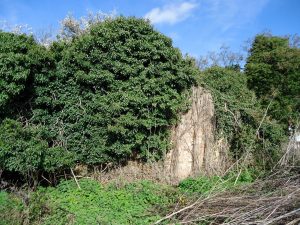 phase 1 brownfield site