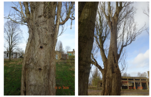 Tree with bat roost potential survey