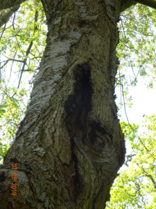 building and tree inspection