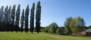 Trees Thetford pipeline