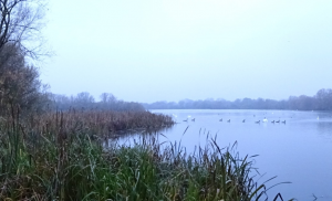 Waterbird disturbance survey bird