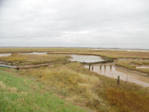 wintering bird surveys