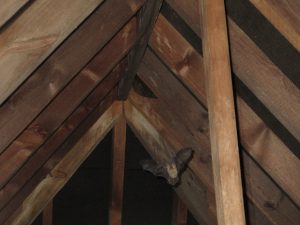 Brown long-eared bat flying in loft